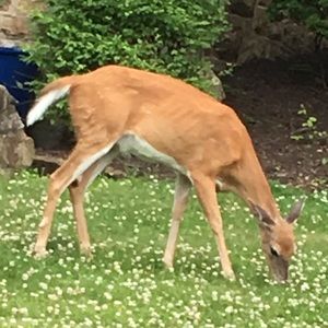 Meet your Posher, Sam